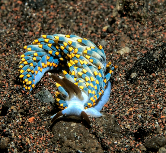  Tenellia yamasui (Sea Slug)